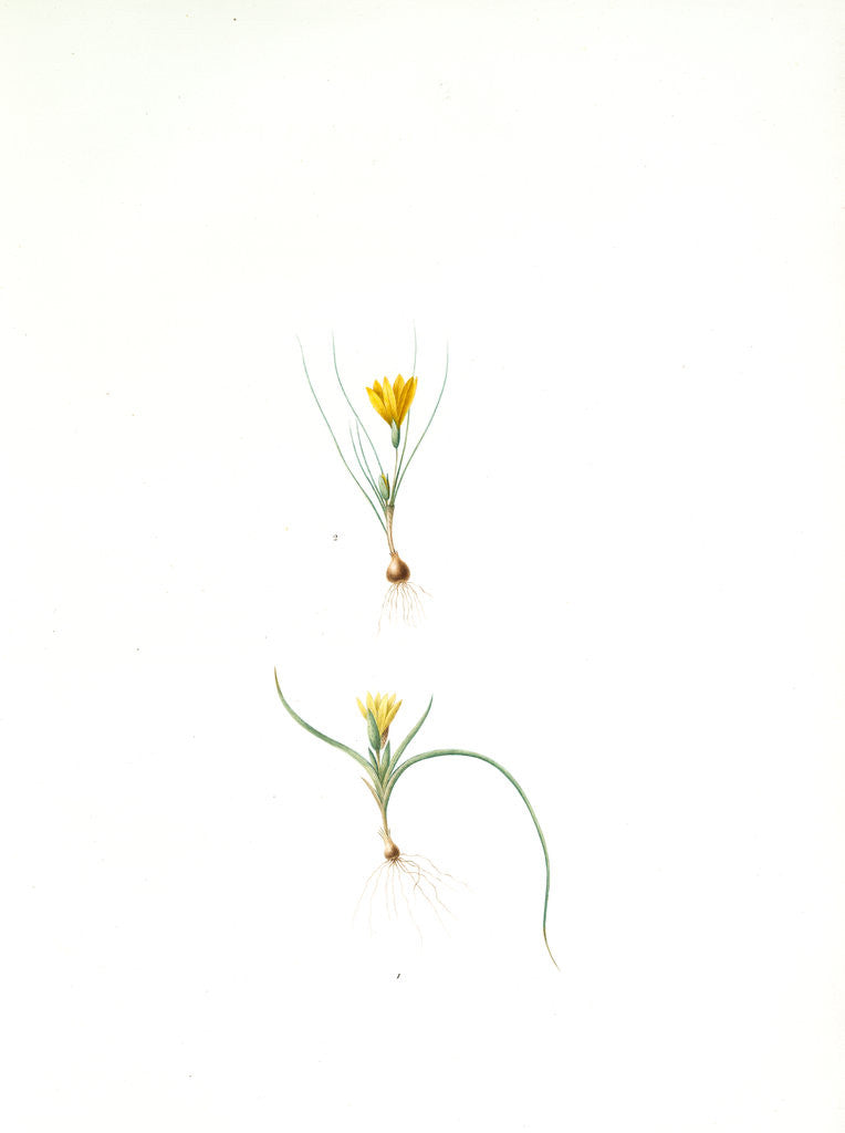 Detail of Ixia recurva; Ixia filifolia, Romulea sp; Ixia à feuilles recourbèes by Pierre Joseph Redouté