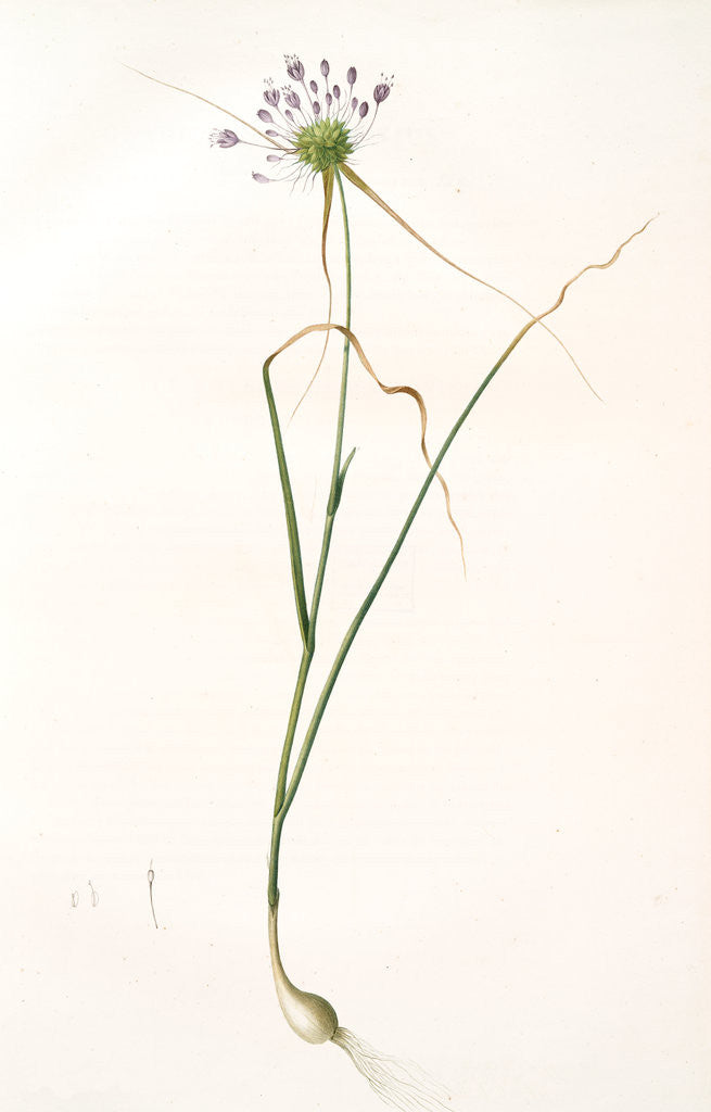 Detail of Allium carinatum, Ail en carène, Keeled garlic by Pierre Joseph Redouté