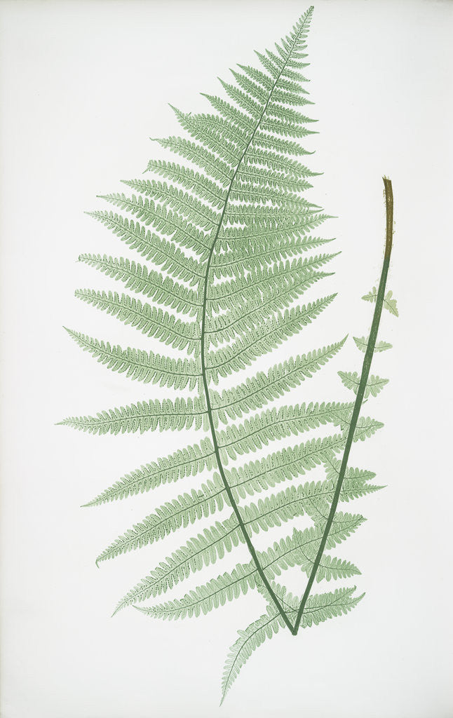 Detail of The mountain buckler fern by Henry Riley Bradbury