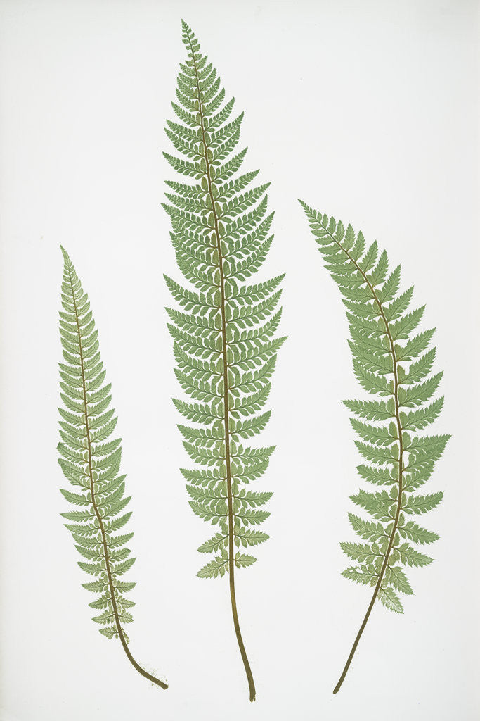 Detail of The common prickly shield fern by Henry Riley Bradbury