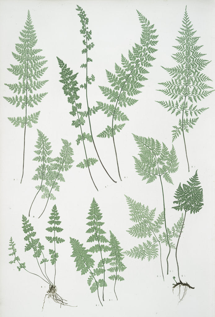 Detail of The brittle bladder fern, The Alpine, or Royal bladder fern, The mountain bladder fern by Henry Riley Bradbury