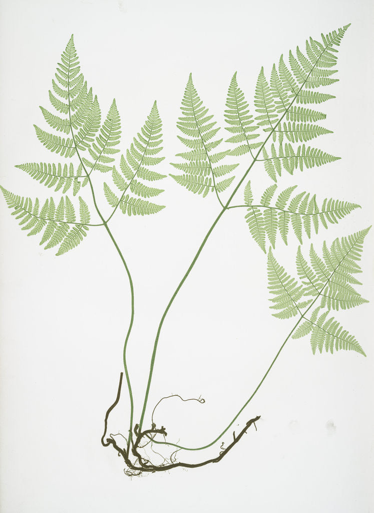 Detail of The limestone polypod by Henry Riley Bradbury