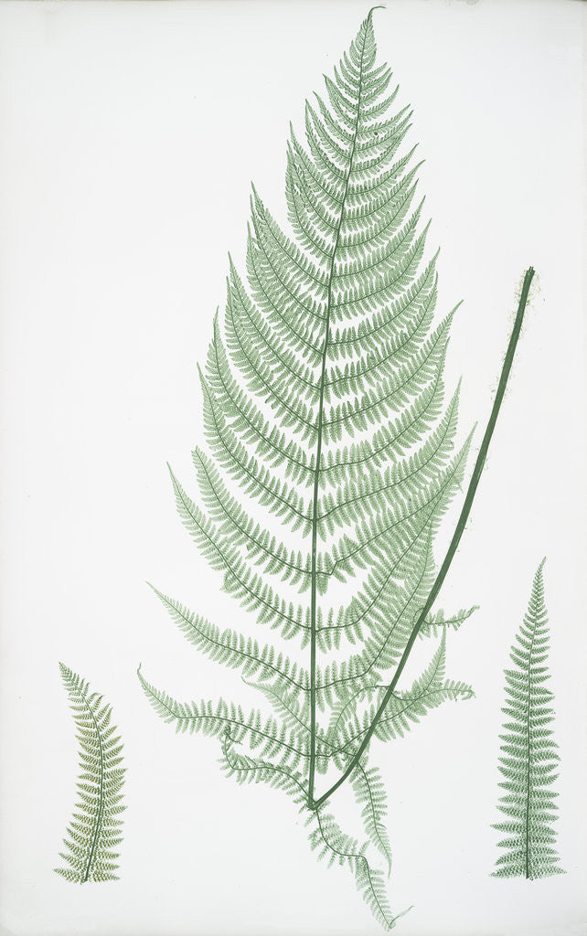 Detail of The lady fern by Henry Riley Bradbury