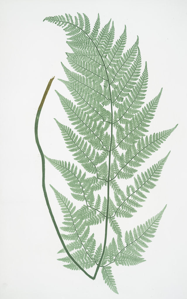 Detail of The broad prickly-toothed buckler fern by Henry Riley Bradbury