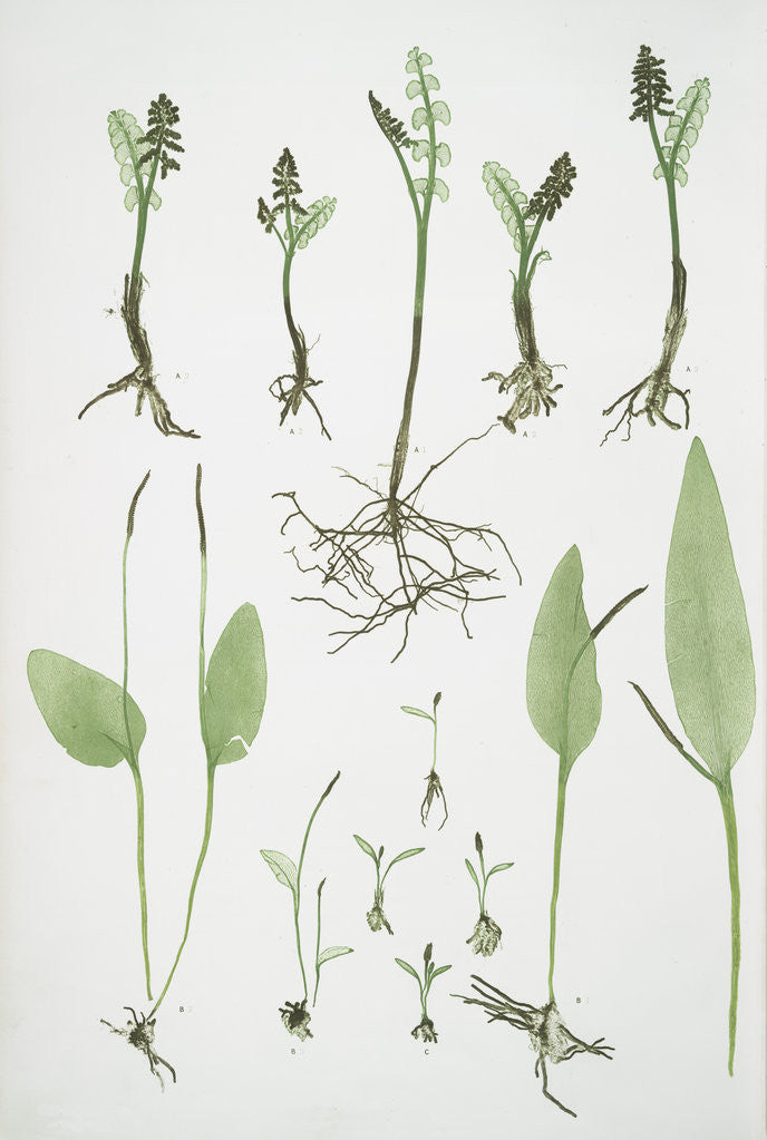 Detail of The common moonwort, The common adder's tongue, The dwarf adder's tongue by Henry Riley Bradbury