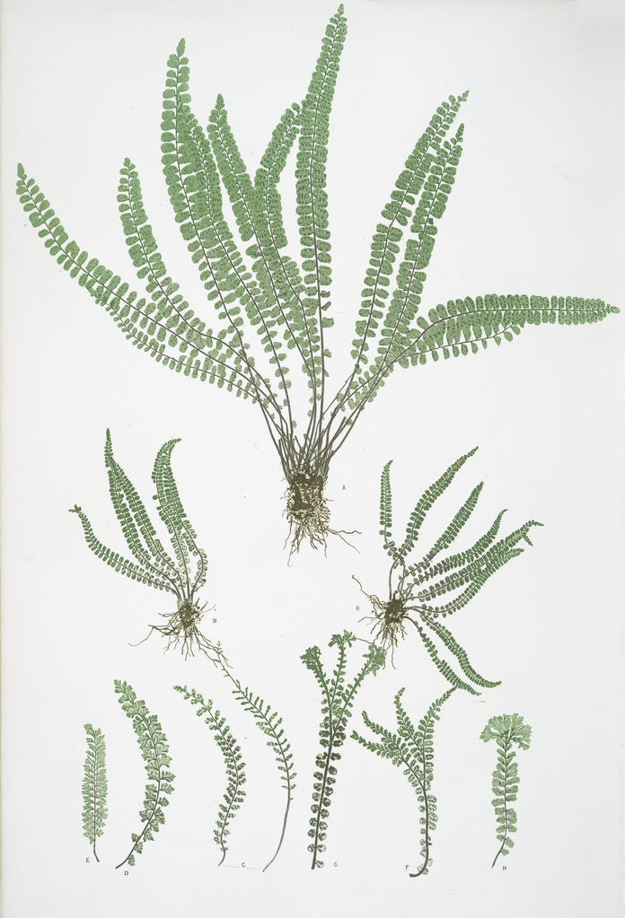 Detail of The common maidenhair spleenwort by Henry Riley Bradbury