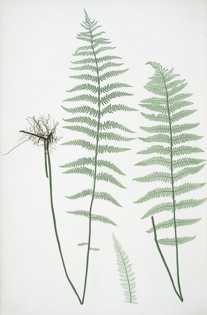 Detail of The marsh, or Female buckler fern by Henry Riley Bradbury