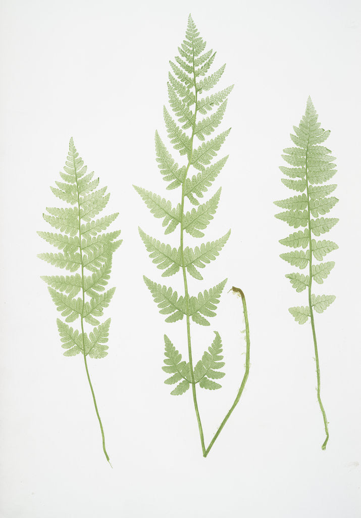 Detail of The crested buckler fern by Henry Riley Bradbury