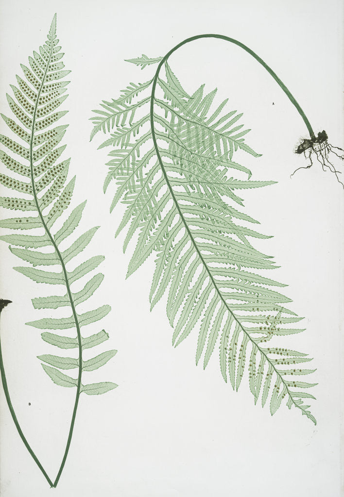 Detail of The common polypody by Henry Riley Bradbury