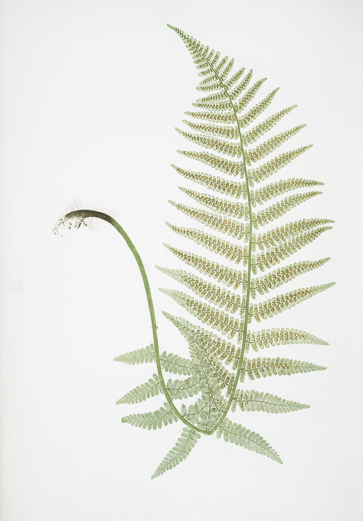 Detail of The male fern, or Common buckler fern by Henry Riley Bradbury