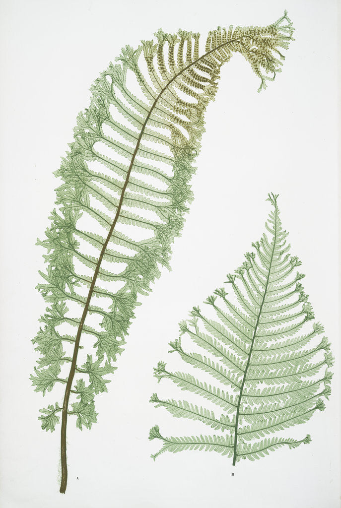Detail of The male fern, or Common buckler fern by Henry Riley Bradbury