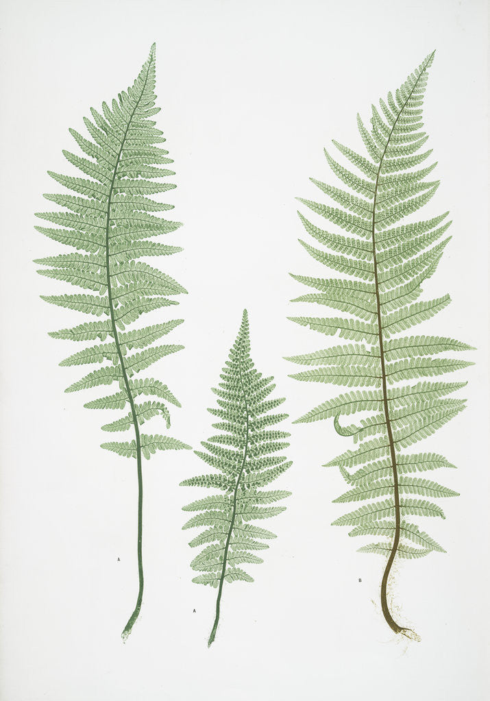 Detail of Filix-mas paleacea, The male fern, or Common buckler fern by Henry Riley Bradbury