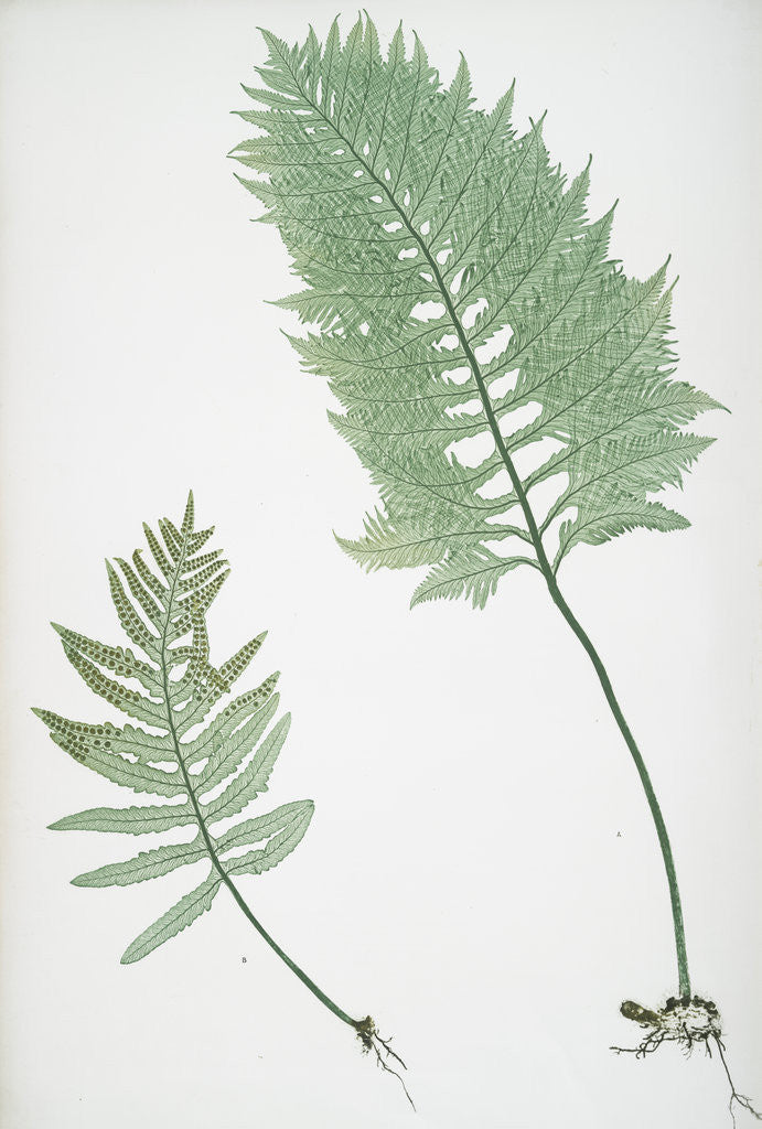 Detail of The common polypody by Henry Riley Bradbury