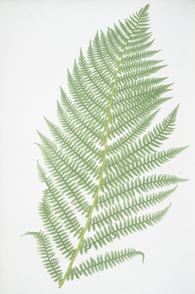 Detail of The lady fern by Henry Riley Bradbury
