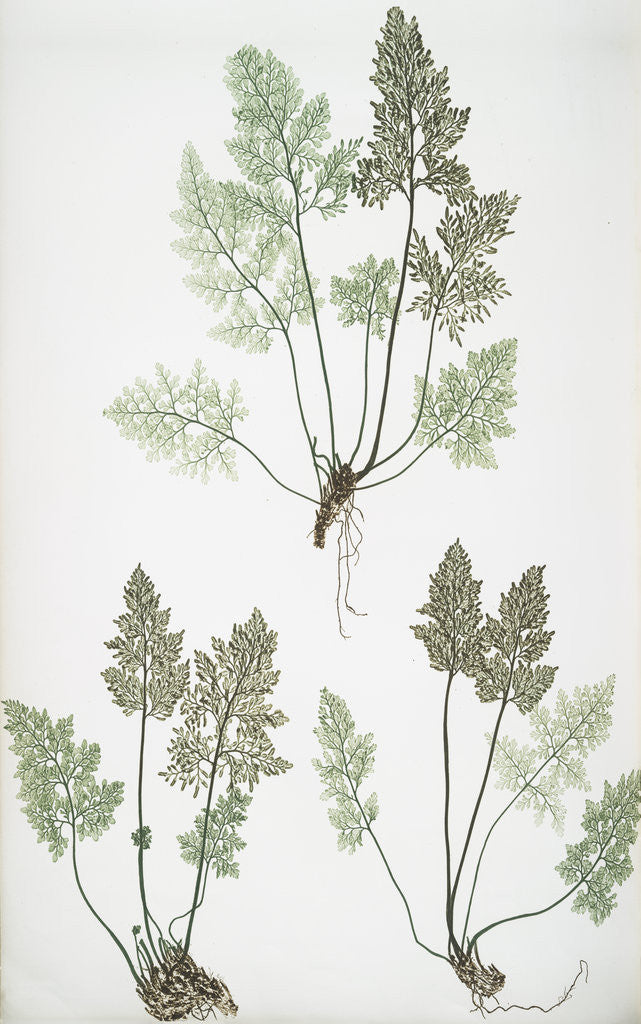 Detail of The mountain parsley fern, or Rock brakes by Henry Riley Bradbury