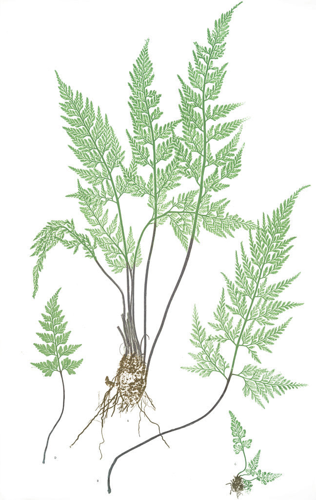 Detail of The black maidenhair spleenwort by Henry Riley Bradbury