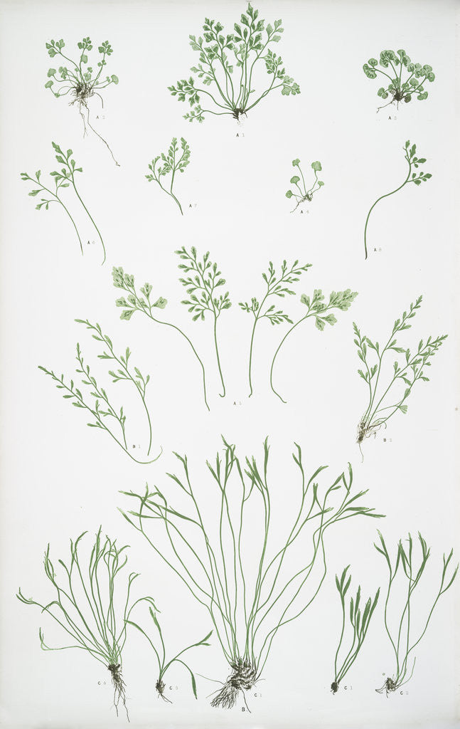 Detail of The forked spleenwort by Henry Riley Bradbury