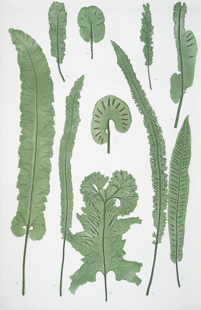 Detail of The common harts-tongue fern by Henry Riley Bradbury
