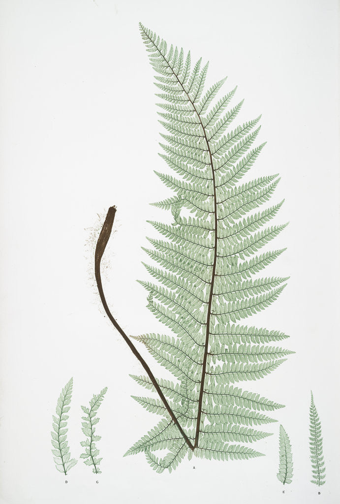 Detail of The soft prickly shield fern by Henry Riley Bradbury