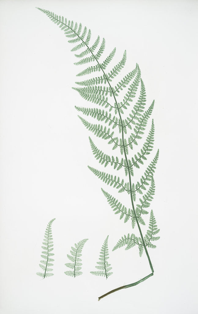 Detail of The broad prickly-toothed buckler fern by Henry Riley Bradbury