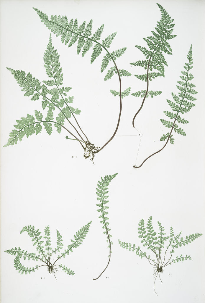 Detail of The smooth rock spleenwort by Henry Riley Bradbury