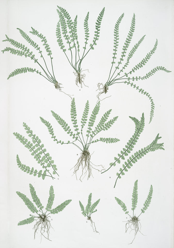 Detail of The green spleenwort by Henry Riley Bradbury