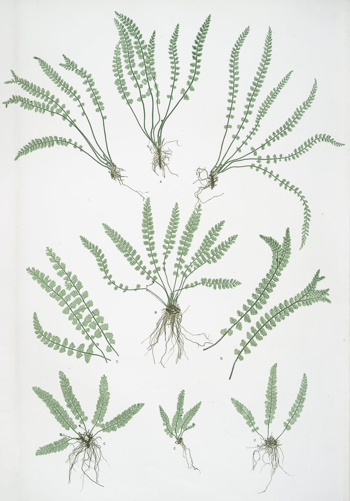 Detail of The green spleenwort by Henry Riley Bradbury