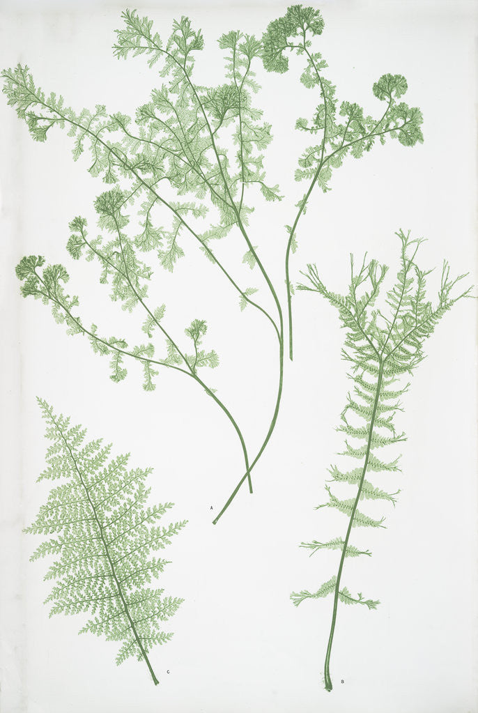 Detail of The lady fern by Henry Riley Bradbury