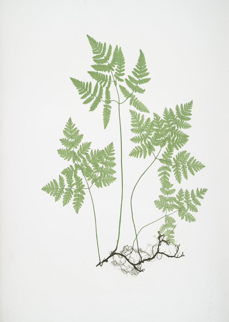 Detail of The smooth three-branched polypody, or Oak fern by Henry Riley Bradbury