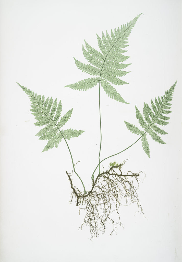 Detail of The mountain polypody, or Beech fern by Henry Riley Bradbury