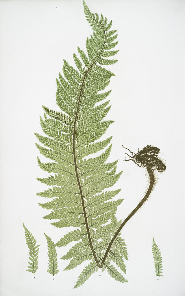 Detail of The common prickly shield fern by Henry Riley Bradbury