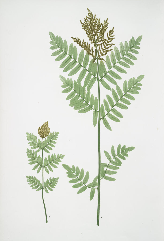 Detail of The royal, or Flowering fern by Henry Riley Bradbury