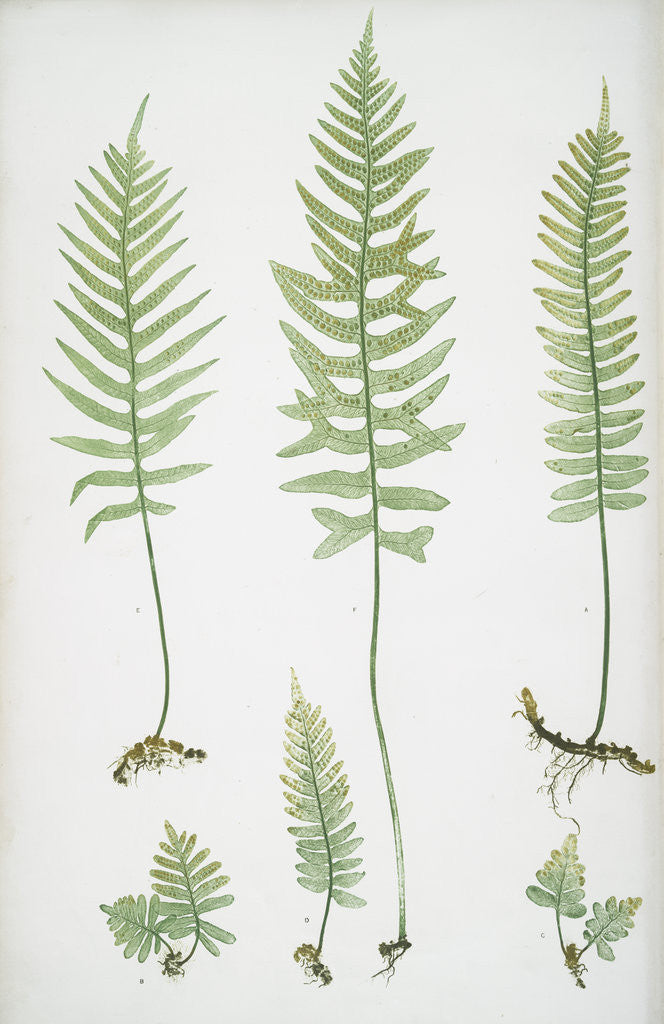 Detail of The common polypody by Henry Riley Bradbury