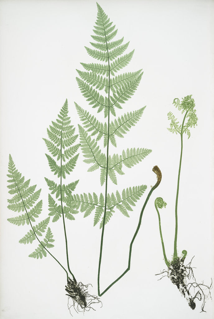 Detail of The narrow prickly-toothed buckler fern by Henry Riley Bradbury