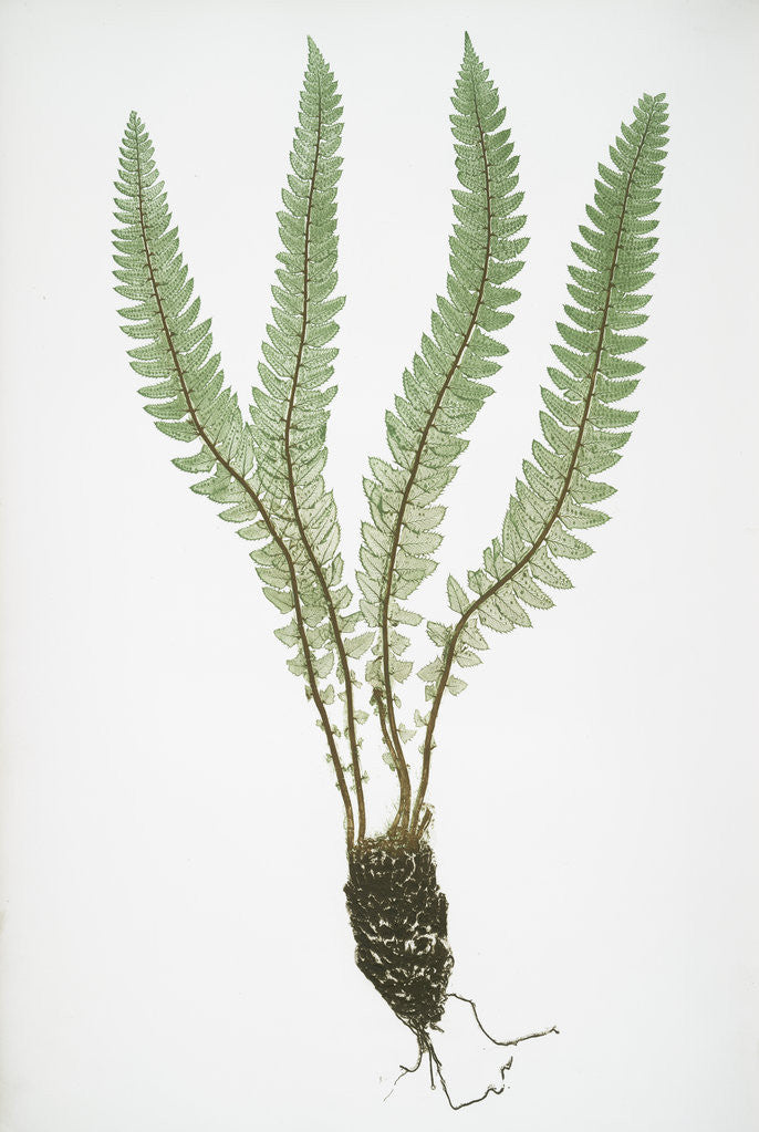 Detail of The Alpine shield fern, or Holly fern by Henry Riley Bradbury