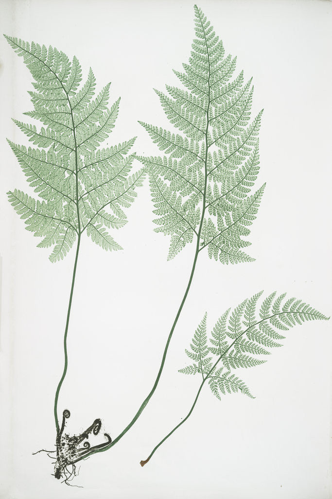 Detail of The hay-scented, or Concave prickly-toothed buckler fern by Henry Riley Bradbury