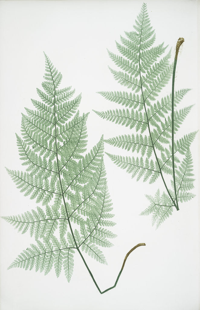 Detail of The broad prickly-toothed buckler fern by Henry Riley Bradbury