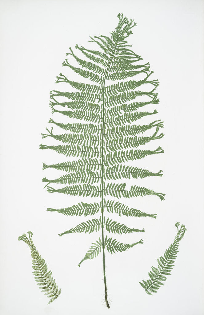 Detail of The lady fern by Henry Riley Bradbury