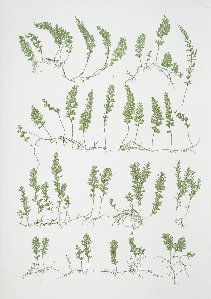 Detail of The tunbridge film fern by Henry Riley Bradbury