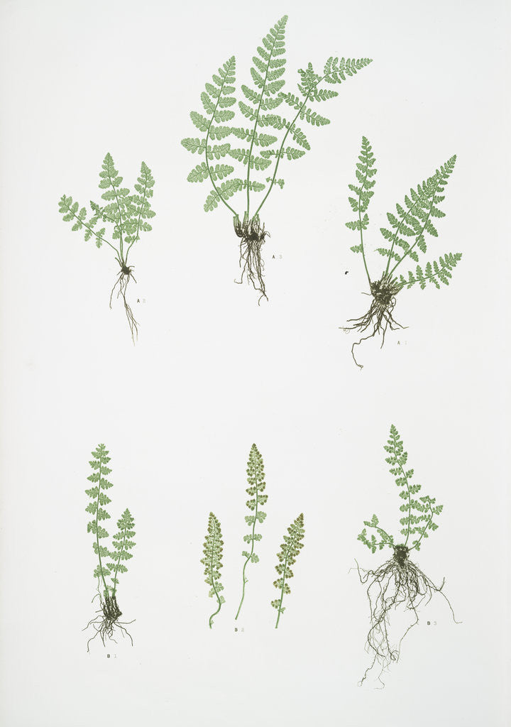 Detail of The oblong woodsia - The Alpine, or Deltoid woodsia by Henry Riley Bradbury