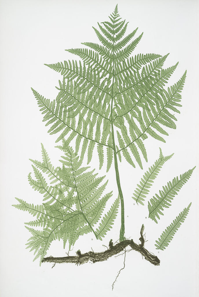 Detail of The common brakes, or Bracken by Henry Riley Bradbury