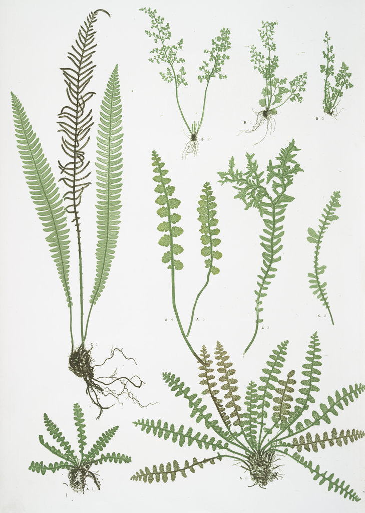 Detail of The scale fern, Scaly spleenwort, The small-leaved gymnogram, The common hard fern by Henry Riley Bradbury