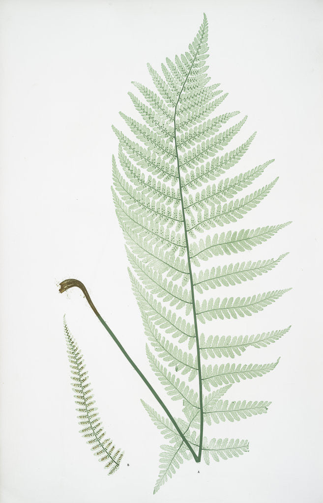Detail of The male fern, or Common buckler fern by Henry Riley Bradbury