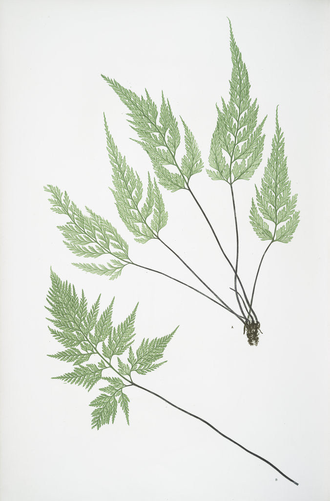 Detail of The black maidenhair spleenwort by Henry Riley Bradbury