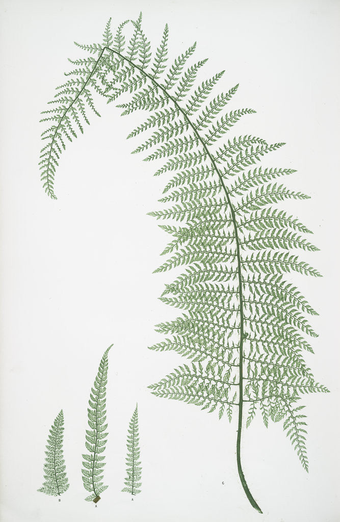 Detail of The soft prickly shield fern by Henry Riley Bradbury