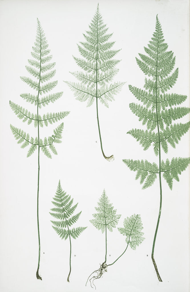 Detail of The broad prickly-toothed buckler fern by Henry Riley Bradbury