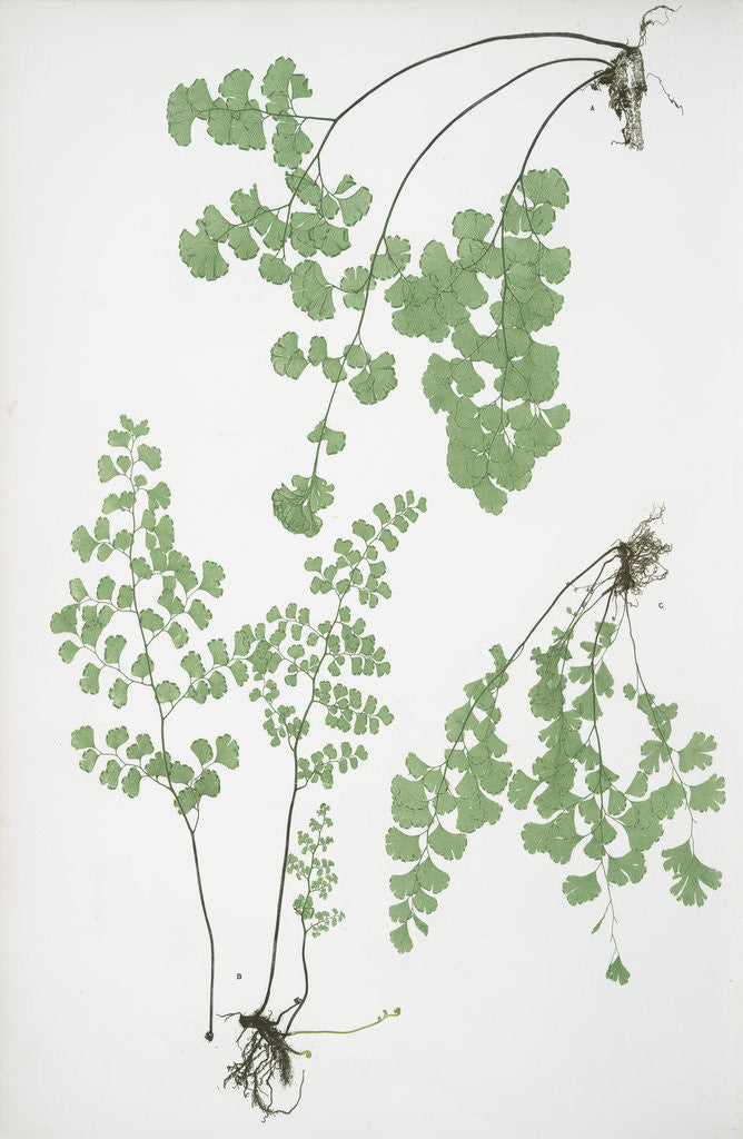 Detail of The common maidenhair fern by Henry Riley Bradbury