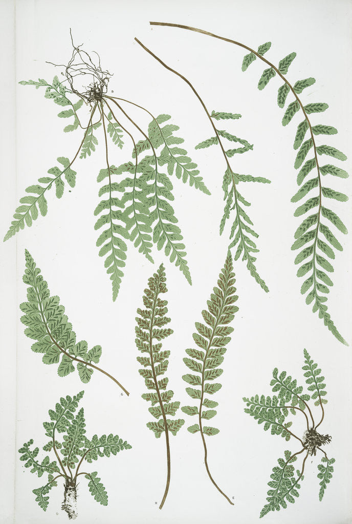 Detail of The sea spleenwort by Henry Riley Bradbury