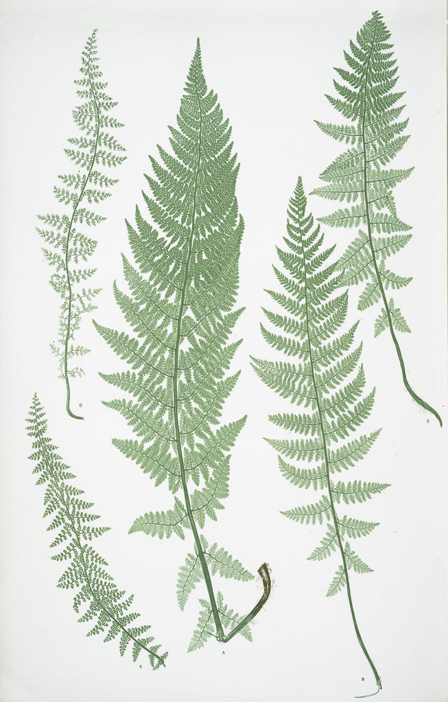 Detail of The Alpine polypody by Henry Riley Bradbury