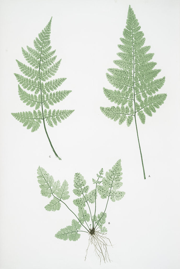 Detail of The broad prickly-toothed buckler fern by Henry Riley Bradbury
